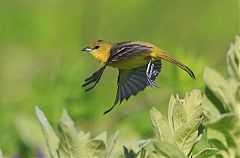 Orchard Oriole